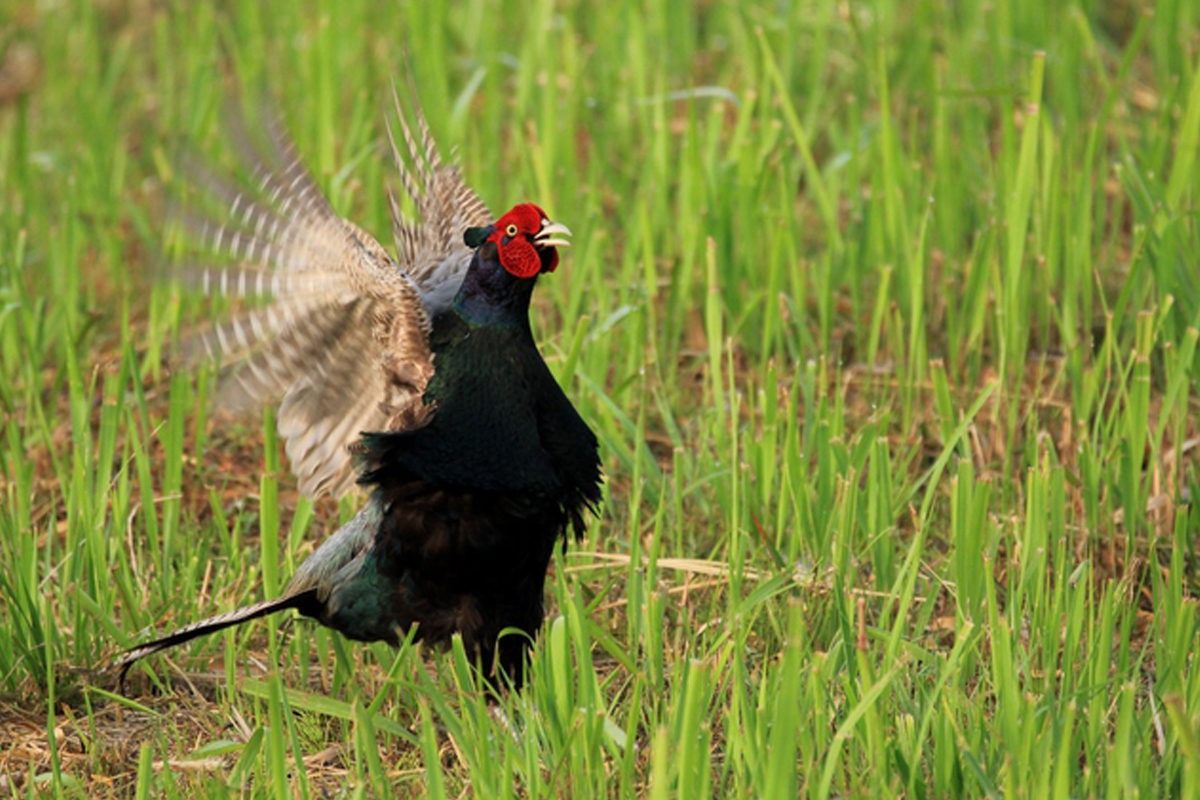 鳴き声も姿も印象的な日本の国鳥・雉（きじ） GOGYO ー暦をひもとく、暮らしをひらく。ー